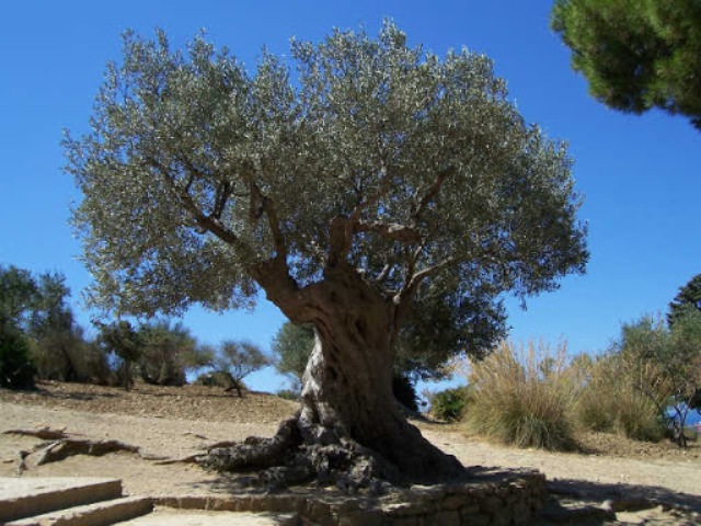 A Vibo la cena solidale per la Palestina
